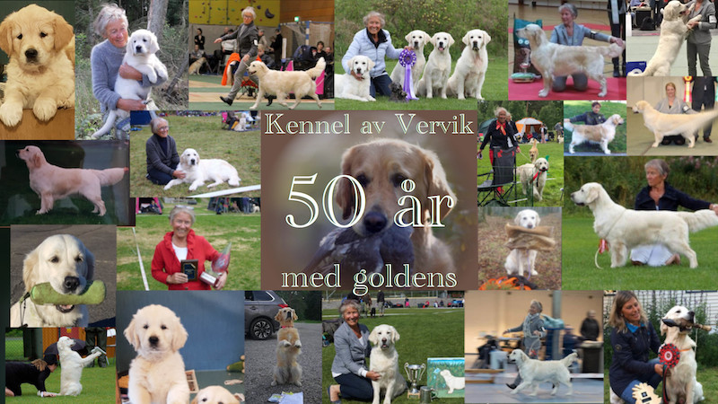 Vervik 50 år